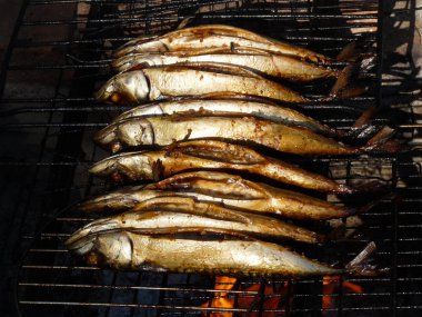 Tükürük üzerinde uskumru 