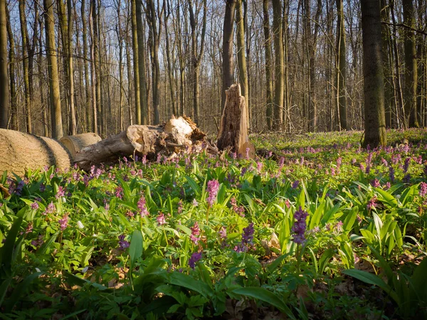 Litovelske pomoravi 的春季森林, 捷克 Repbublic — 图库照片