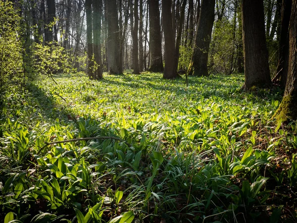 Litovelske pomoravi 的春季森林, 捷克 Repbublic — 图库照片