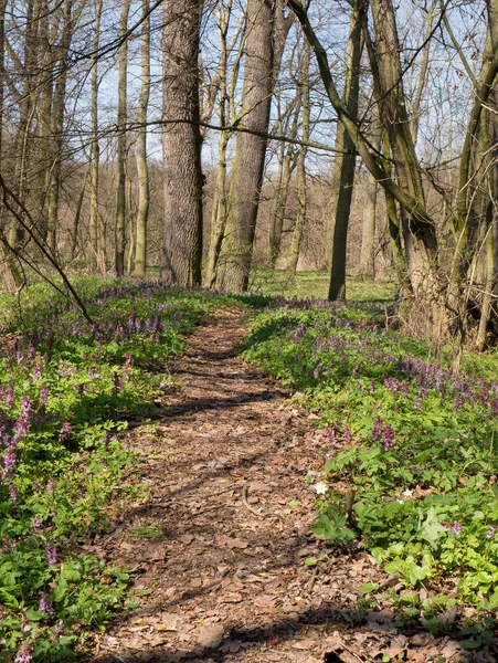 Wiosną lasu w Litovelske pomoravi, Czeska Repbublic — Zdjęcie stockowe