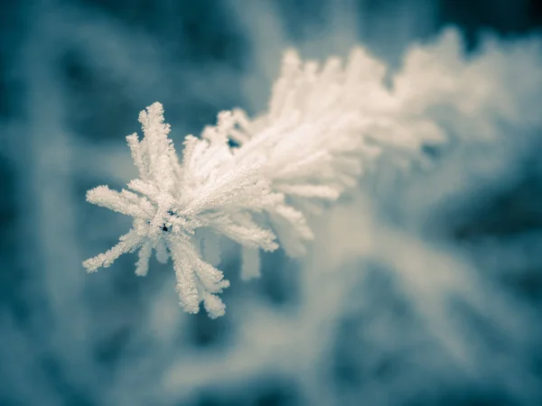 Donmuş Şubesi — Stok fotoğraf
