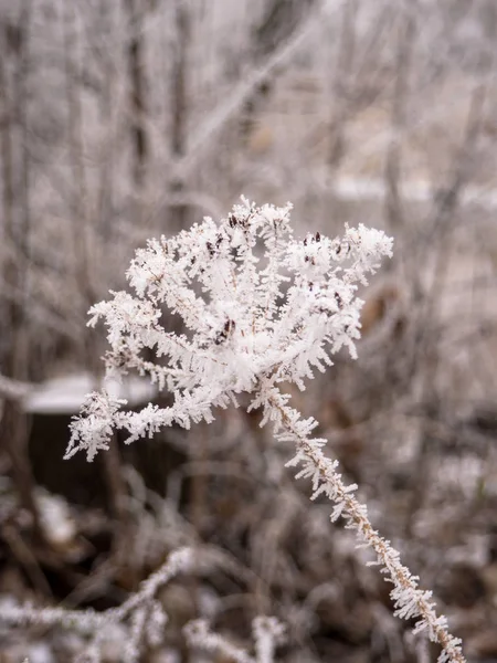 Donmuş bitki — Stok fotoğraf