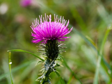 Bir çayırüzerinde blooming devedikeni çiçek