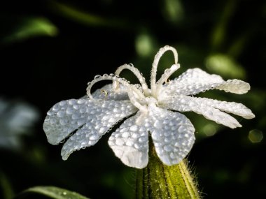 Su damlaları ile Silene latifolia çiçek