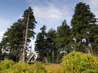 Jeseniky dağları, Çek Cumhuriyeti yol boyunca Lovely ağaçlar