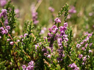 Sonbaharda çiçeklenme fundalık bitkisi.