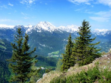 Kartal yuvası görüntülemek