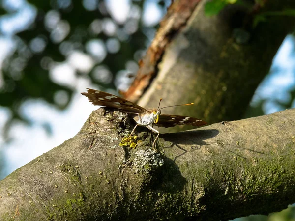 Mariposa sentada en un árbol con alas extendidas . — Foto de Stock