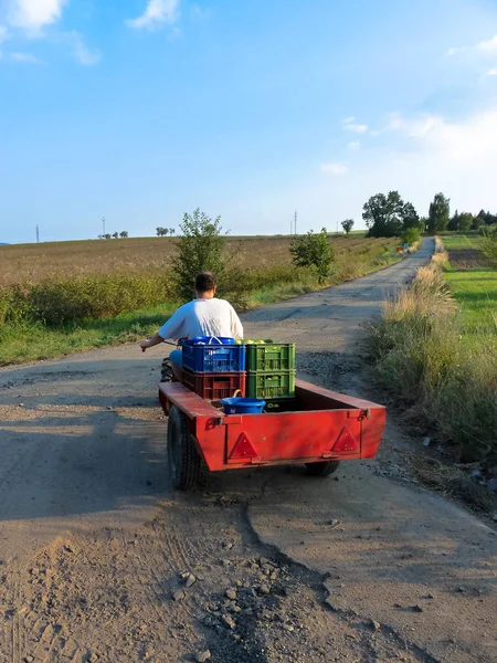 Homem deixando seu campo com colheita em seu pequeno trator . — Fotografia de Stock