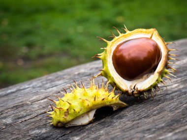 kestane rengi arka plan