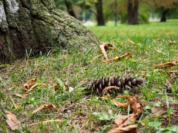 Nel parco. — Foto Stock