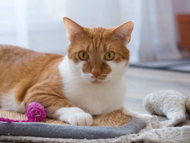 Beyaz bir paslı yerli kedi portresi