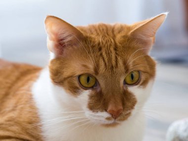 Beyaz bir paslı yerli kedi portresi