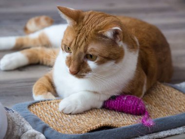 Beyaz bir paslı yerli kedi portresi