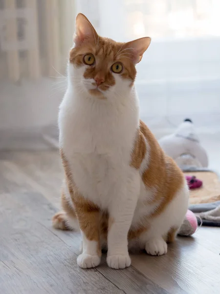Portræt af en rusten hvid indenlandsk kat - Stock-foto