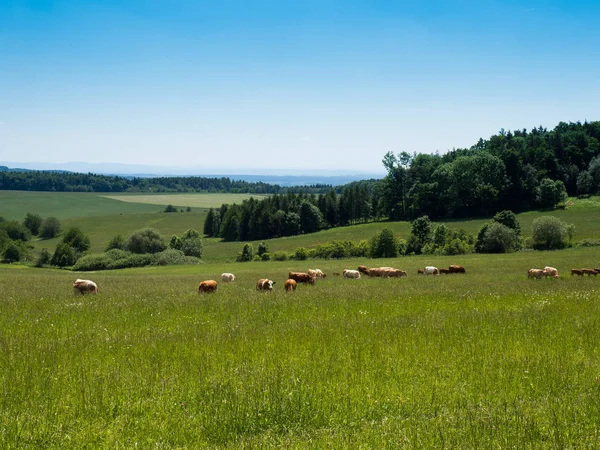 Wypasanie stada krów, Republika Czeska — Zdjęcie stockowe