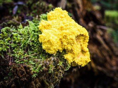 Fuligo septica - Myxomycetes sınıfının bir üyesi.