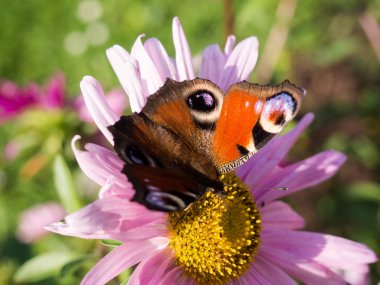 Bir çiçek üzerinde oturan Avrupa peakock buterfly