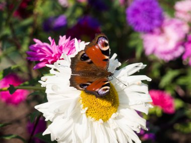 Bir çiçek üzerinde oturan Avrupa peakock buterfly