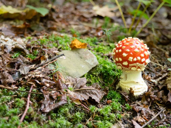 Amanita muscaria — Fotografia de Stock