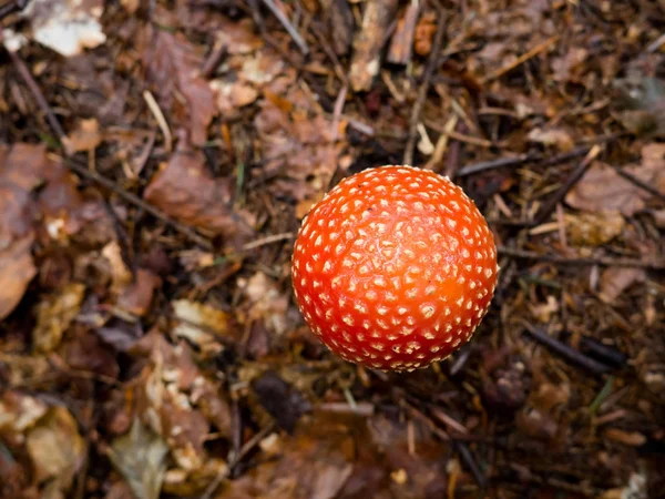 Amanita muscaria — Fotografia de Stock