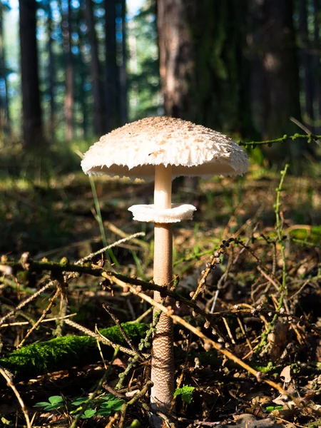 O cogumelo de guarda-sol — Fotografia de Stock
