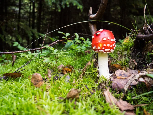 Amanita muscaria — Fotografia de Stock