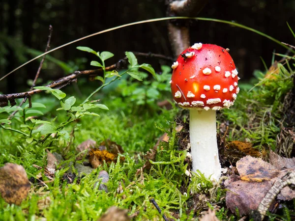 Amanita muscaria — Fotografia de Stock