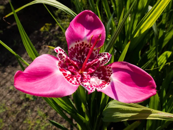 Квітка Tigridia pavonia — стокове фото