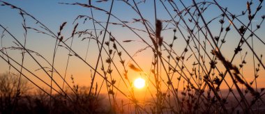 Gün batımında çim siluet.