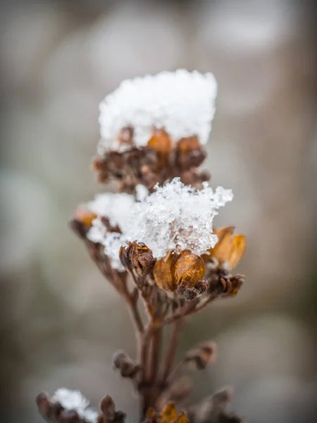 Hóval borított száraz növény — Stock Fotó