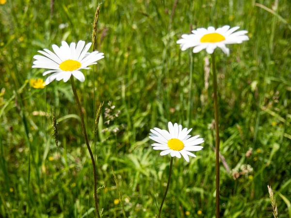 Marguerites fleurissant sur une prairie — Photo