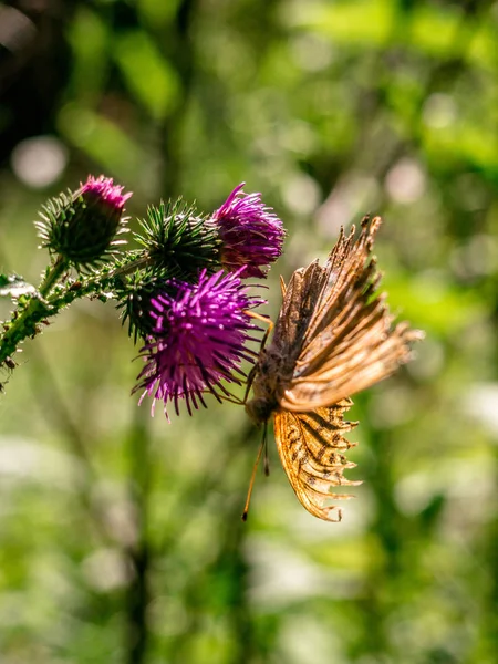 Mariposa fritillaria sentada sobre un cardo — Foto de Stock