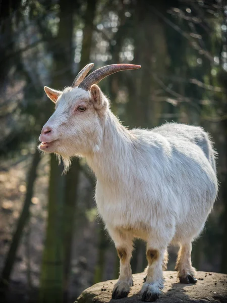 Macho cabra blanca de pie sobre una roca — Foto de Stock