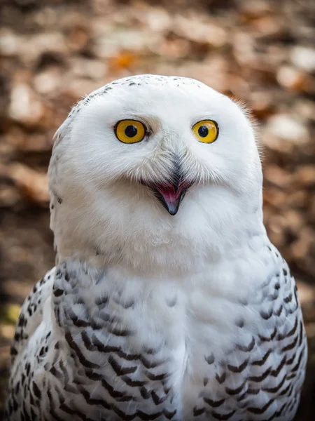 The snowy owl sitting in the wood — Stock Photo, Image