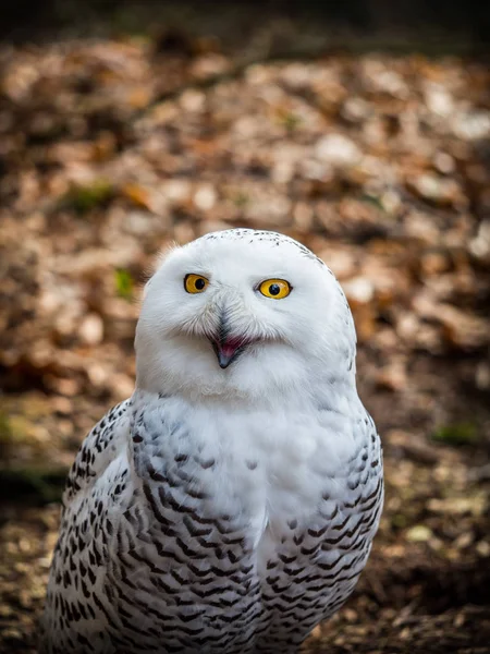 The snowy owl sitting in the wood — Stock Photo, Image