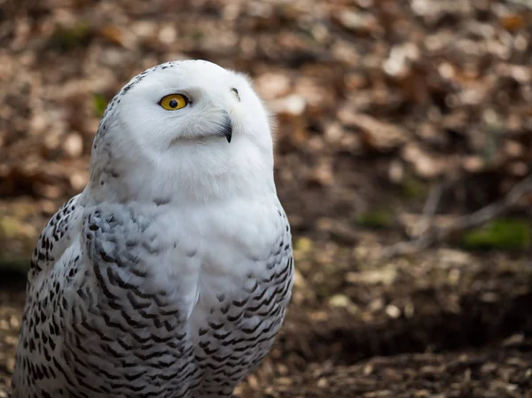 Die im Wald sitzende Schneeeule — Stockfoto