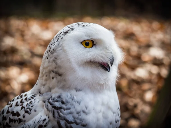 The snowy owl sitting in the wood — Stock Photo, Image