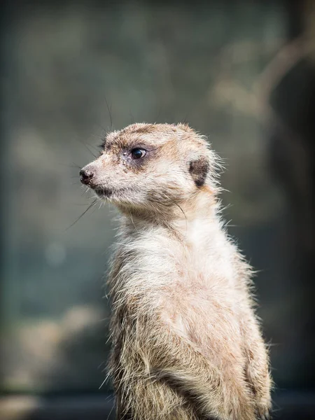 Meerkatまたはsuricatta(スリカータsuricatta)) — ストック写真