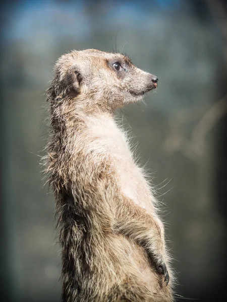 El suricata (Suricata suricatta) ) —  Fotos de Stock
