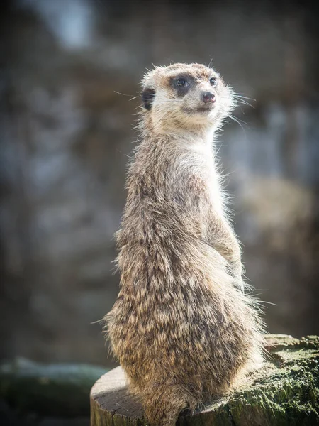 Meerkatまたはsuricatta(スリカータsuricatta)) — ストック写真