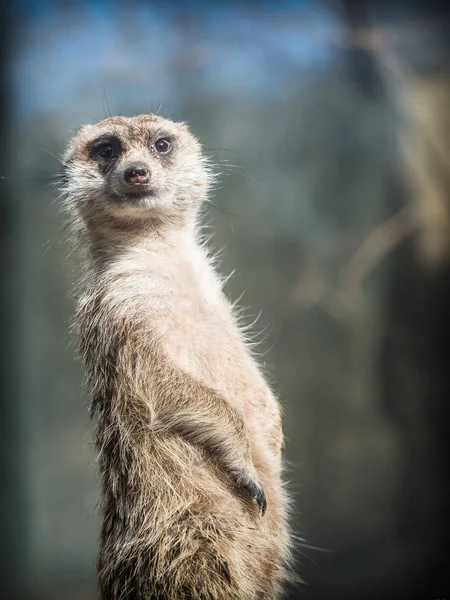 Meerkatまたはsuricatta(スリカータsuricatta)) — ストック写真