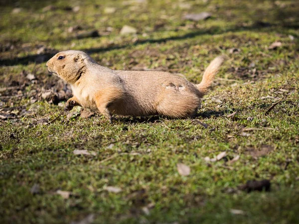 Perro de la pradera de cola negra en terreno herboso —  Fotos de Stock