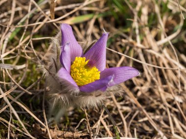 Erken ilkbaharda çiçek açan Pulsatilla grandis