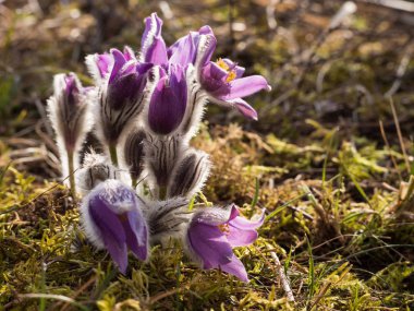 Erken ilkbaharda çiçek açan Pulsatilla grandis
