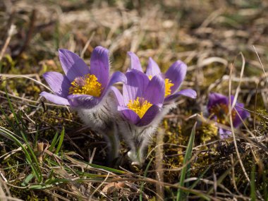 Erken ilkbaharda çiçek açan Pulsatilla grandis