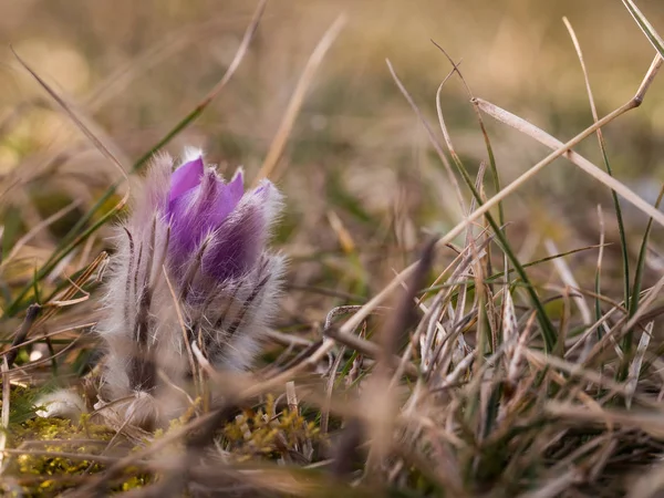 白头翁在早春开花 — 图库照片