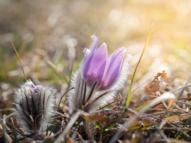 Erken ilkbaharda çiçek açan Pulsatilla grandis