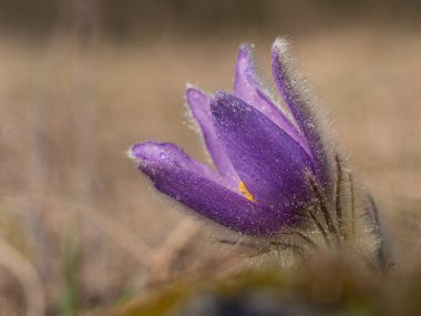 Erken ilkbaharda çiçek açan Pulsatilla grandis