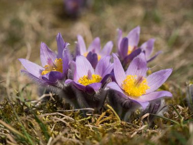 Erken ilkbaharda çiçek açan Pulsatilla grandis